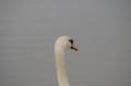  Ecluse Evry et bords de seine  - Les Oiseaux Ecluse d evry 294